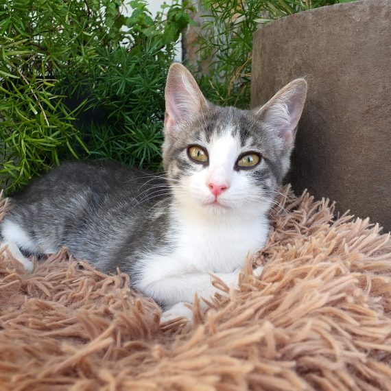 Gatita gris de 3 meses, cariñosa y sociable