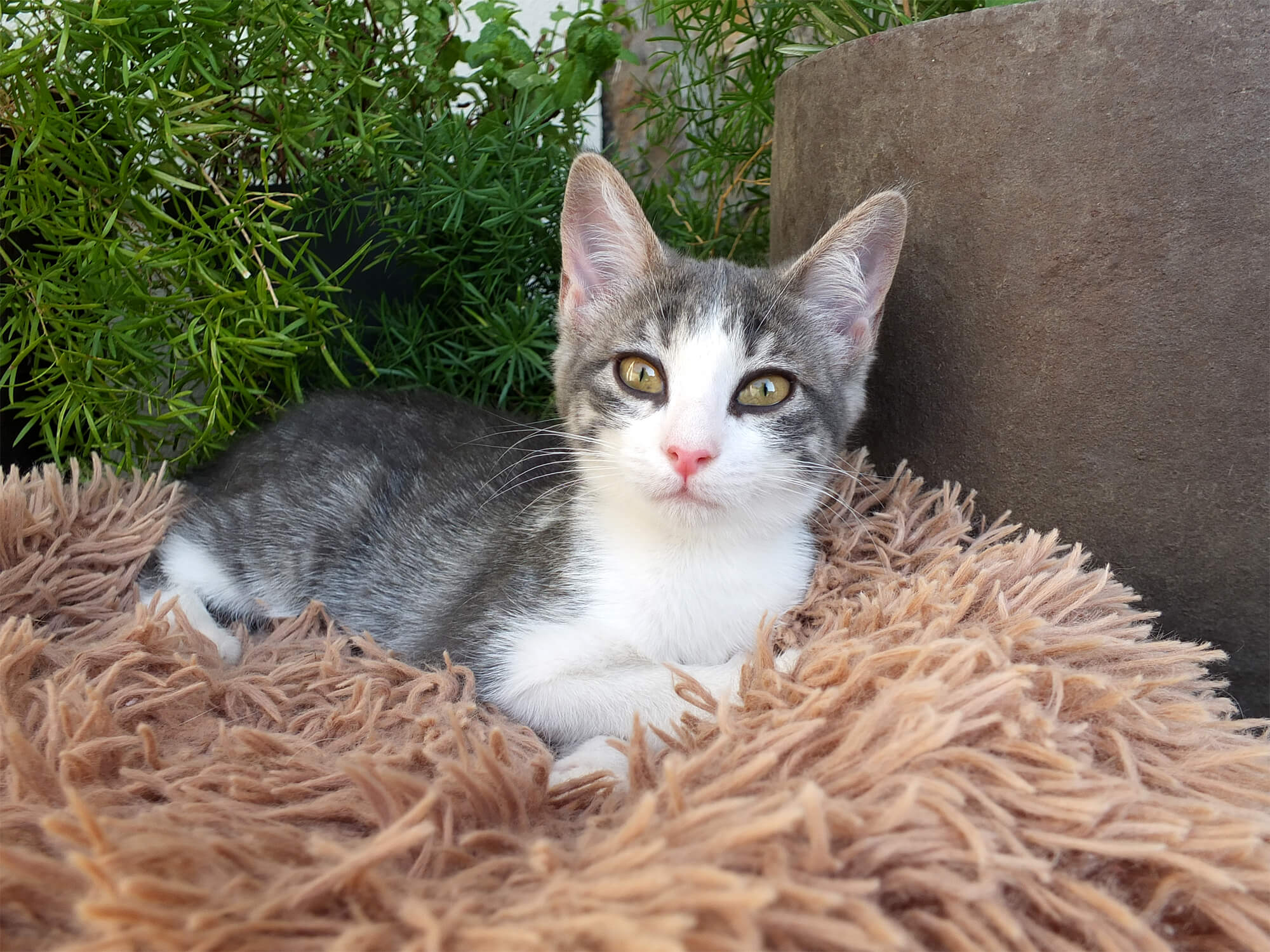 Gatita gris de 3 meses, cariñosa y sociable