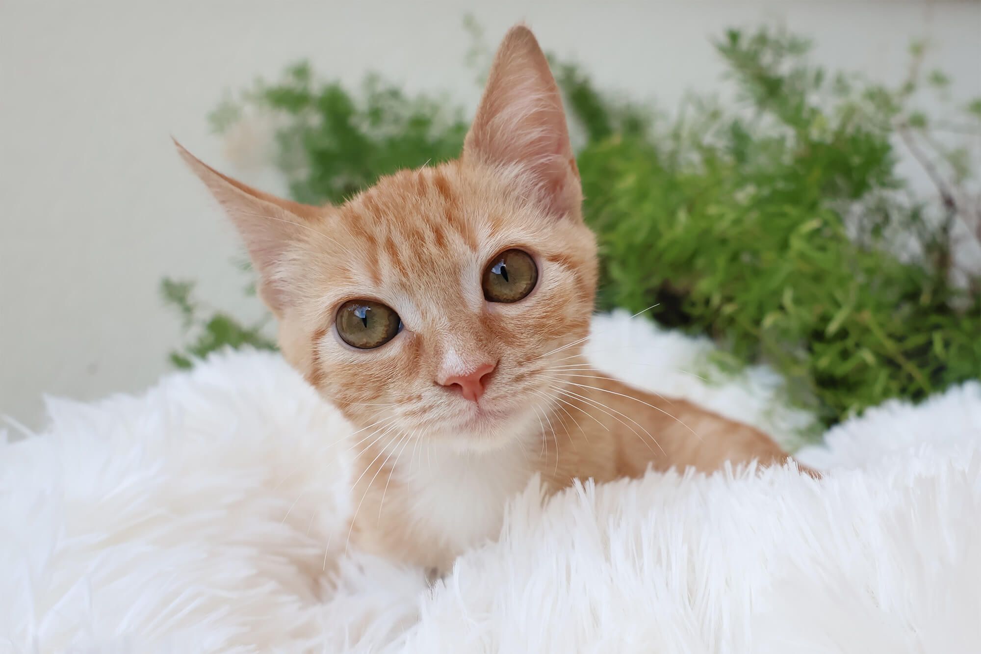 Hanna, gatita naranja de 2 meses, en adopción