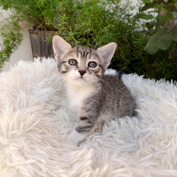 Brisa, gatita atigrada en adopción en Madrid, Toledo y Talaver