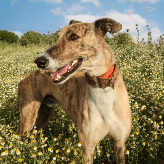 Bilbao, galgo atigrado de 5 años en adopción en Madrid