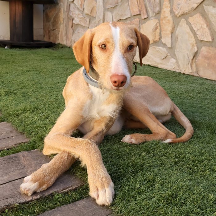 Turrón, mestizo de podenco en adopción en Madrid