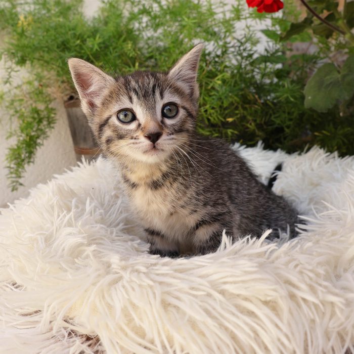 Fenris, gatito atigrado en adopción en Madrid, Toledo y Talavera