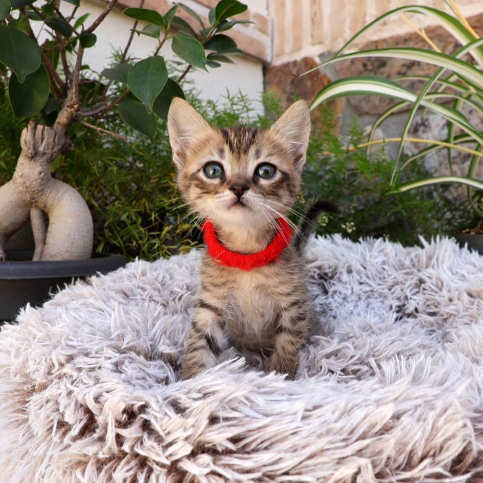 Torvi, gatita atigrada simpática en adopción en Madrid