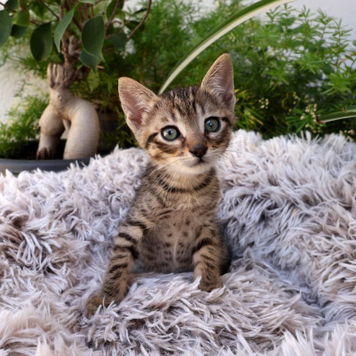 Odin, gatito atigrado tímido en adopción en Madrid
