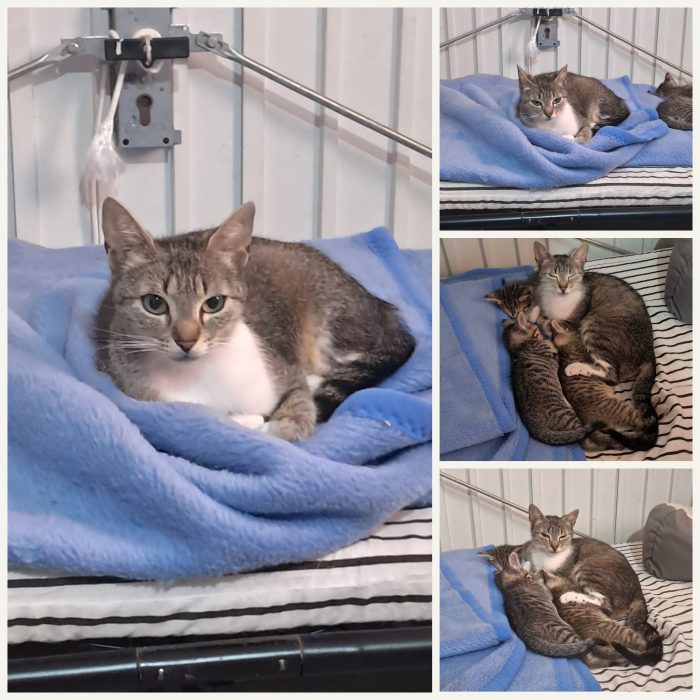Freya con sus gatitos, gata mamá en adopción